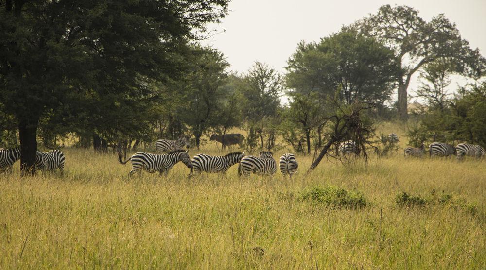 Sayari Camp Hotel Nyanungu Buitenkant foto